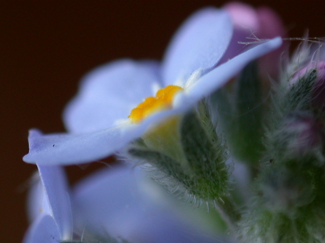 Myosotis sylvatica / Nontiscordardim dei boschi